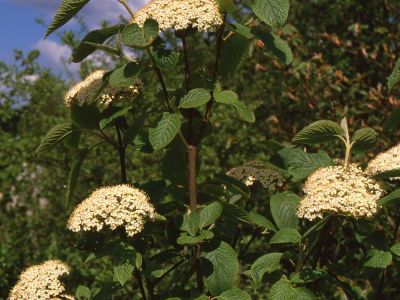 Wolliger Schneeball Viburnum lantana Foto Wolfgang Willner Naturfoto-10