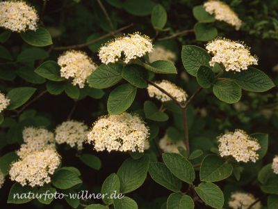 Wolliger Schneeball (Viburnum lantana) Foto Wolfgang Willner Naturfoto-114