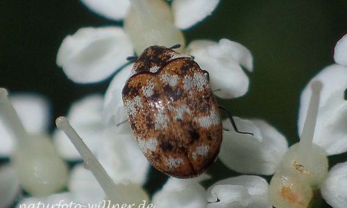 Wollkrautblütenkäfer Anthrenus verbasci Foto W. Willner P6240328