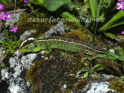 Zauneidechse 14 Foto W. Willner