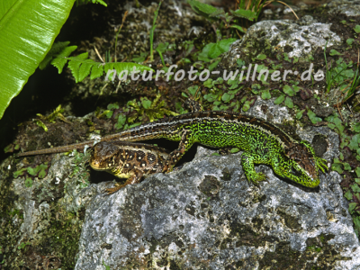 Zauneidechse 2 Foto W. Willner