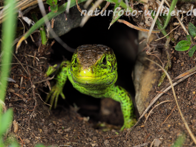 Zauneidechse 35 Foto W. Willner