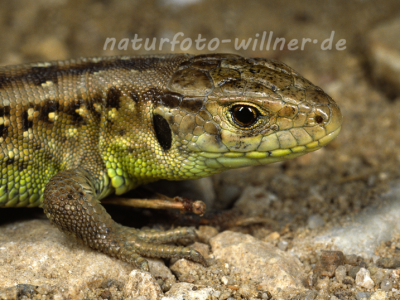 Zauneidechse 4 Foto W. Willner