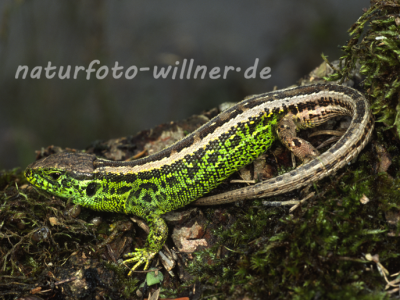 Zauneidechse 5 Foto W. Willner