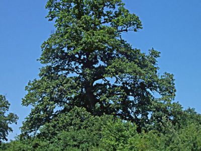 Zerr-Eichen am Balaton Ungarn 3 (Quercus cerris) Foto W. Willner