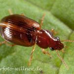 Ziegelroter Flinkläufer (Trechus rubens) Foto W. Willner-3