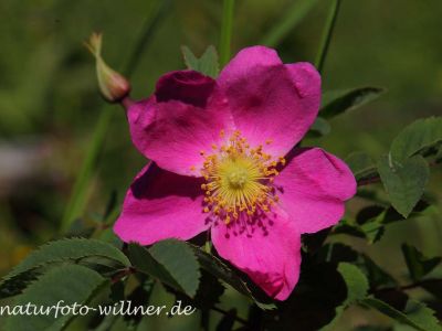 Zimt-Rose (Rosa majalis) Foto W. Willner 20