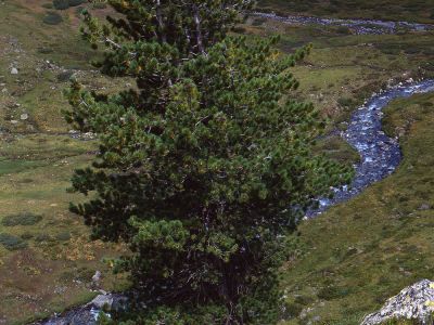 Zirbelkiefer (Pinus cembra) Foto W. Willner-1