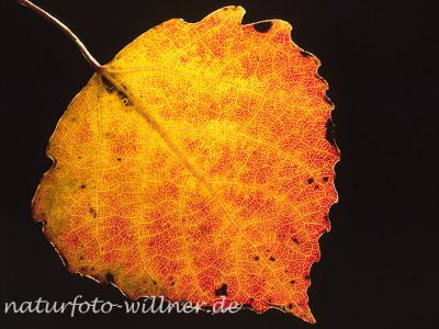 Zitter- Pappel (Populus tremula)