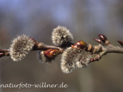 Zitter- Pappel (Populus tremula)