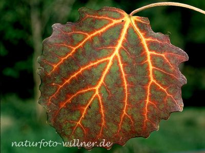 Zitter- Pappel Foto W. Willner9
