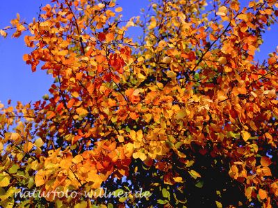 Zitterpappel Herbstlaub 1 Foto W. Willner