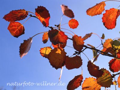 Zitterpappel Populus tremula Foto W. Wilner 347
