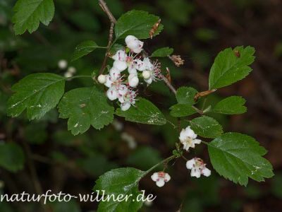 Zweigriffliger Weißdorn (Crataegus laevigata) 1 Foto W. Willner