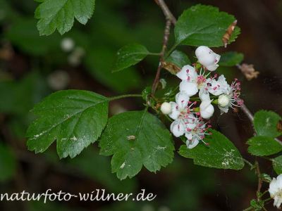 Zweigriffliger Weißdorn (Crataegus laevigata) 4 Foto W. Willner