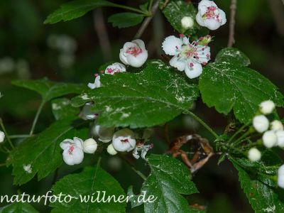 Zweigriffliger Weißdorn (Crataegus laevigata) 6 Foto W. Willner