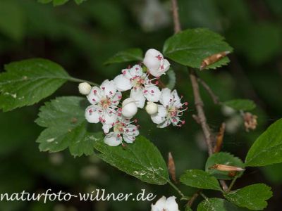 Zweigriffliger Weißdorn (Crataegus laevigata) 7 Foto W. Willner