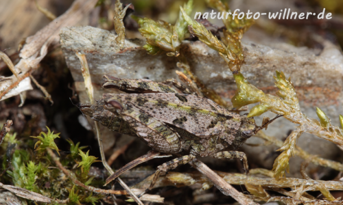 Zweipunkt-Dornschrecke Tetrix bipunctata Foto H. Tuschl Naturfotoarchiv Willner