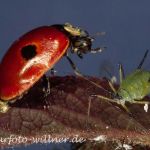 Zweipunkt-Marienkäfer (Adalia bipunctata)