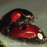 Zweipunkt Marienkäfer (Adalia bipunctata)