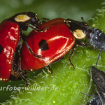 Zweipunkt Marienkäfer (Adalia bipunctata) Naturfoto Willner Naturfoto Willner