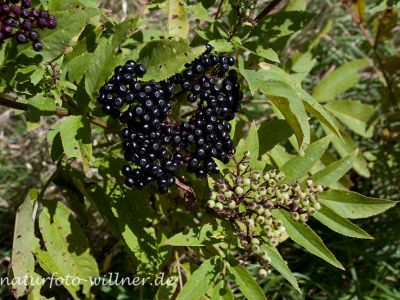 Zwerg-Holunder (Sambucus ebulus) Foto W. Willner 10