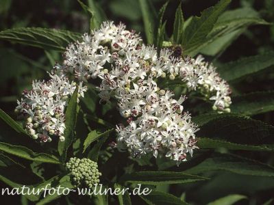 Zwerg-Holunder (Sambucus ebulus) Foto W. Willner 11