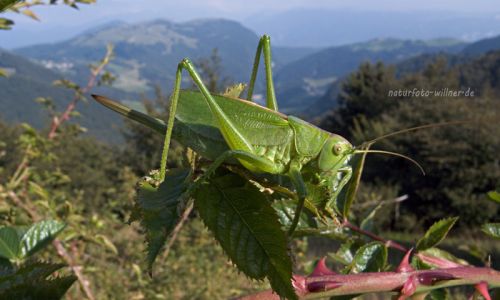 Zwitscherschrecke Tettigonia cantans Foto W. Willner5