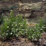 Acker-Hellerkraut 3 (Thlaspi arvense) Foto W. Willner