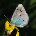 Alexis-Bläuling (Glaucopsyche alexis) 5 Foto W