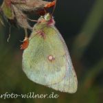 Alpengelbling 2 (Colias phicomone) Foto W. Willner