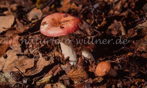Apfel-Täubling Russula paludosa Foto W. Willner_7914
