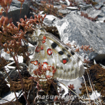 Apollofalter Eiablage 74 Foto W. Willner