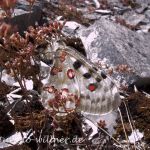 Apollofalter Eiablage 74 Foto W. Willner