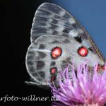 Apollofalter (Parnassius apollo) Foto W. Willner 22