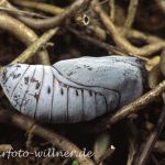 Apollofalter Puppe 77 Foto W. Willner