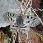 Apollofalter am Ortler (Parnassius apollo) Foto W. Willner17