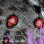Apollofalter am Ortler (Parnassius apollo) Foto W. Willner19