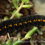 Apollofalterraupe 3 Foto W. Willner