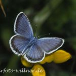 Argus-Bläuling 10 (Plebejus argus) Foto W. Willner