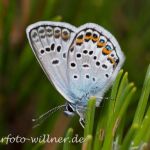 Argus-Bläuling Weibchen 29 (Plebejus argus) Foto W. Willner