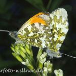Aurorafalter (Anthocharis cardamines)