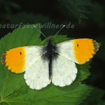 Aurorafalter 8 Foto W. Willner