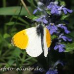 Aurorafalter (Anthocharis cardamines)