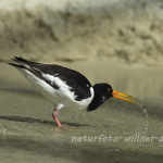 Austernfischer 7 Foto W. Willner