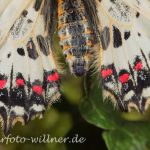 Balkan-Osterluzeifalter (Zerynthia cerisyi) 30 Foto W. Willner