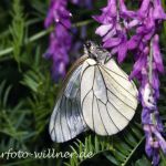 Baum-Weißling 9 (Aporia crataegi) Foto W. Willner