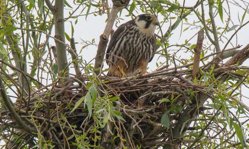 Baumfalke (Falco subbuteo) am Nest Naturfoto WillnerDSC_2251