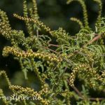 Beifußblättriges Traubenkraut (Ambrosia artemisiifolia) Foto W. Willner_2016-09-16_0510_C0000_000191