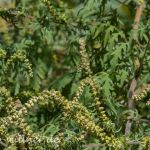 Beifußblättriges Traubenkraut (Ambrosia artemisiifolia) Foto W. Willner_2016-09-16_0511_C0001_000083